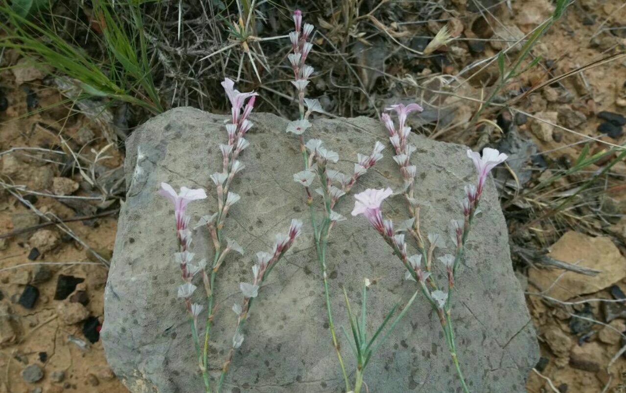 کلاه میرحسن اشکری